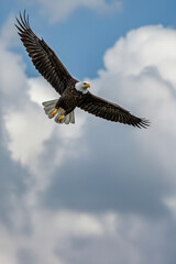 Obraz premium Patriotic Bald Eagle Gliding Gracefully Against a Cloudy Skyscape in Daylight