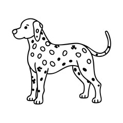 Fototapeta premium Dalmatian stands proudly, joyful mood, suitable for articles, sites about training and care of dogs, film studios