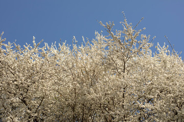 White branches of blossoming plum against the blue sky. landscaping of city parks, blossoming in the city
