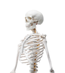 Artificial human skeleton model isolated on white