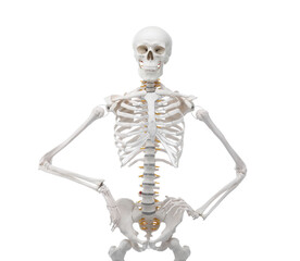Artificial human skeleton model isolated on white