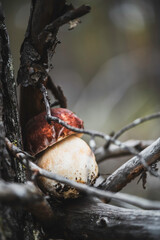 Boletus among the branches of snags in shady forest. Feeling of closeness to nature.