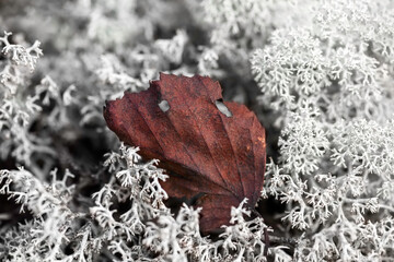 Dry aspen sheet in moss. Concepts of fragility and update.