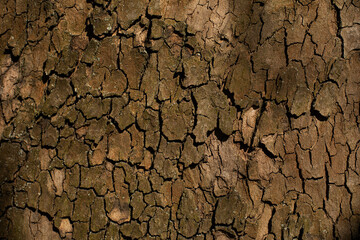 Pine bark texture, close-up. Natural wooden background. Tree trunk in the forest. 