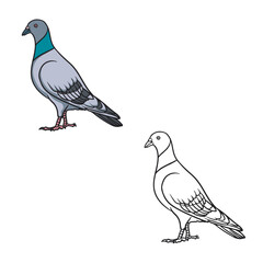 pigeon isolated on white background. Detailed. Drawing. Easy to edit. Vector illustration