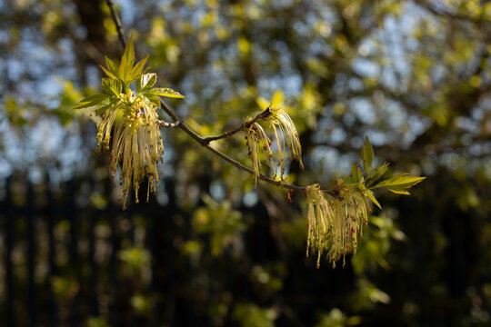 Young flowering branches of maple, early spring, flowering of wind-pollinated plants
