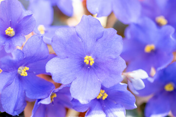 Blooming African violet in a pot on a home windowsill. Blue Saintpaulia