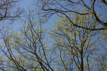 Bare tree branches in early spring against blue sky on a sunny day
