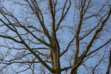 Bare tree branches in early spring against blue sky on a sunny day
