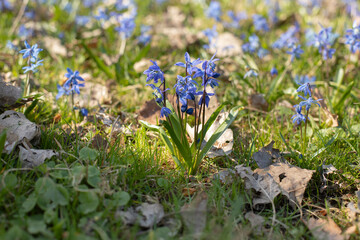 Flowers of blue spring Siberian squill against forest background, selective soft focus