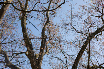 Tree crown stabilization. Protection of branches and trunks from breakage, preservation of old trees in parks and gardens, safety in parks, care for the environment
