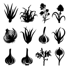 Garlic Silhouette Vector Bundle Black and White Garlic Clipart EPS Illustration