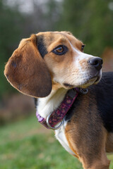 Beagle Puppy in a forest, close up portrait.