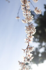 逆光の中で綺麗に咲く満開の桜