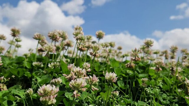 White clover (Trifolium repens) is a nutritious spring forage crop, widely used in pastures for grazing due to its high protein content and soil-enriching properties.