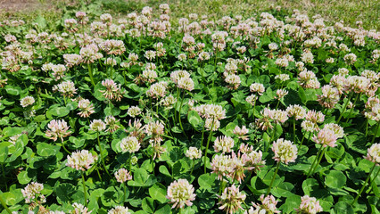 White clover (Trifolium repens) is a nutritious spring forage crop, widely used in pastures for grazing due to its high protein content and soil-enriching properties. © cilicia