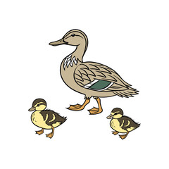 vector set of wild ducks 1