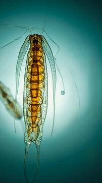 Discovering the intricate details of a translucent aquatic organism under microscopic examination