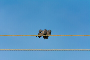 Ashy woodswallow