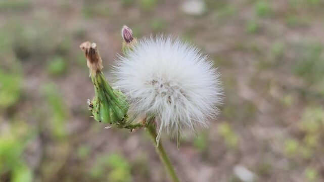 Spiny sowthistle (Sonchus asper) ensures its future by dispersing seeds in the spring breeze, a resilient species thriving through its clever windborne reproduction strategy.