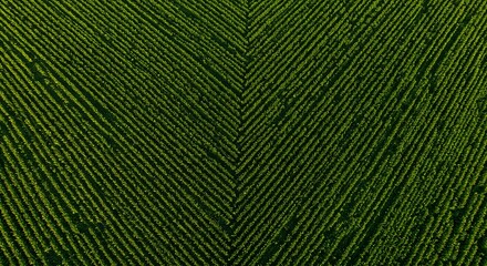Fototapeta premium Aerial perspective of a verdant farm landscape with converging rows