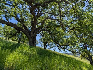 oak tree on a hill