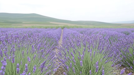 Obraz premium Lush lavender field stretches towards distant hills