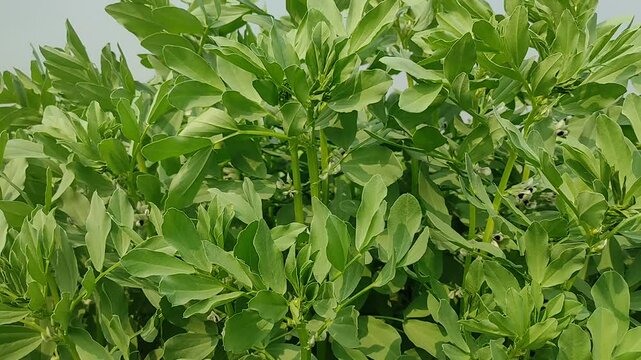 Vicia faba plant flowers in vegetable garden. Its other names broad bean, fava bean, or faba bean. It is a species of vetch. This a flowering plant in the pea and bean family Fabaceae