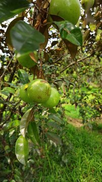 Vertical video of star apples (caimito fruit) swaying on the tree 