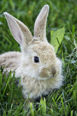 A small beige colored rabbit sits on green grass in nature.
