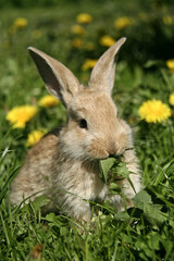 Fototapeta premium A small brown rabbit sits on green grass against a background of yellow dandelions and eats a green leaf.
