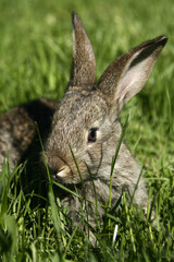 A small gray colored rabbit sits on green grass in nature.