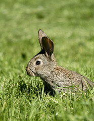 Fototapeta premium A small gray colored rabbit sits on green grass in nature.