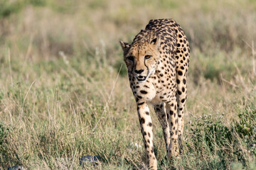 cheetah in wild savanna , Africa