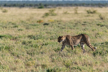 cheetah in wild savanna , Africa
