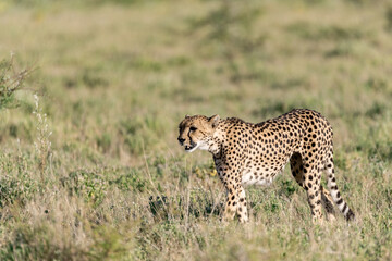 cheetah in wild savanna , Africa