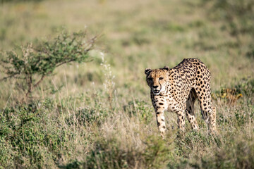 cheetah in wild savanna , Africa