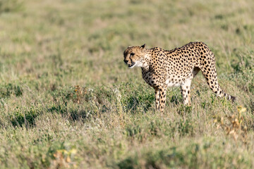 cheetah in wild savanna , Africa