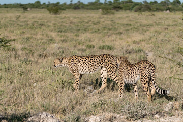 cheetah in wild savanna , Africa