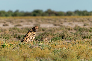 cheetah in wild savanna , Africa