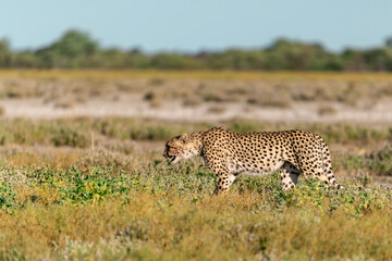 cheetah in wild savanna , Africa