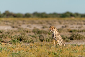 cheetah in wild savanna , Africa
