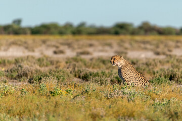 cheetah in wild savanna , Africa