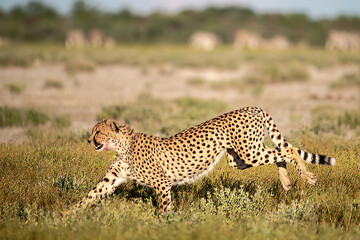 cheetah in wild savanna , Africa