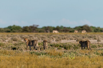 cheetah in wild savanna , Africa