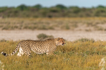 cheetah in wild savanna , Africa
