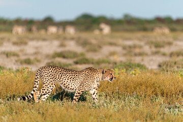 cheetah in wild savanna , Africa