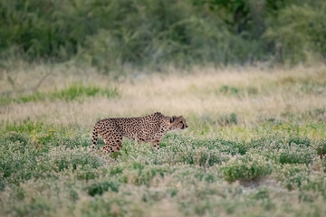 cheetah in savanna , Animal of africa