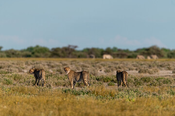 cheetah in savanna , Animal of africa