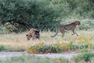 cheetah in savanna , Animal of africa